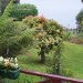 Views from the balcony overlooking the English gardens and Huon River